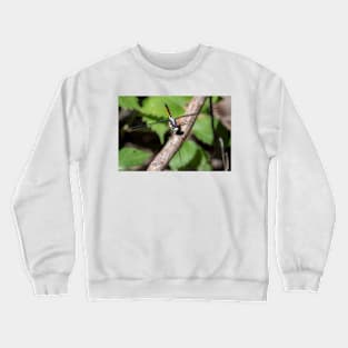 Skimmer Dragonfly On A Limb by Debra Martz Crewneck Sweatshirt